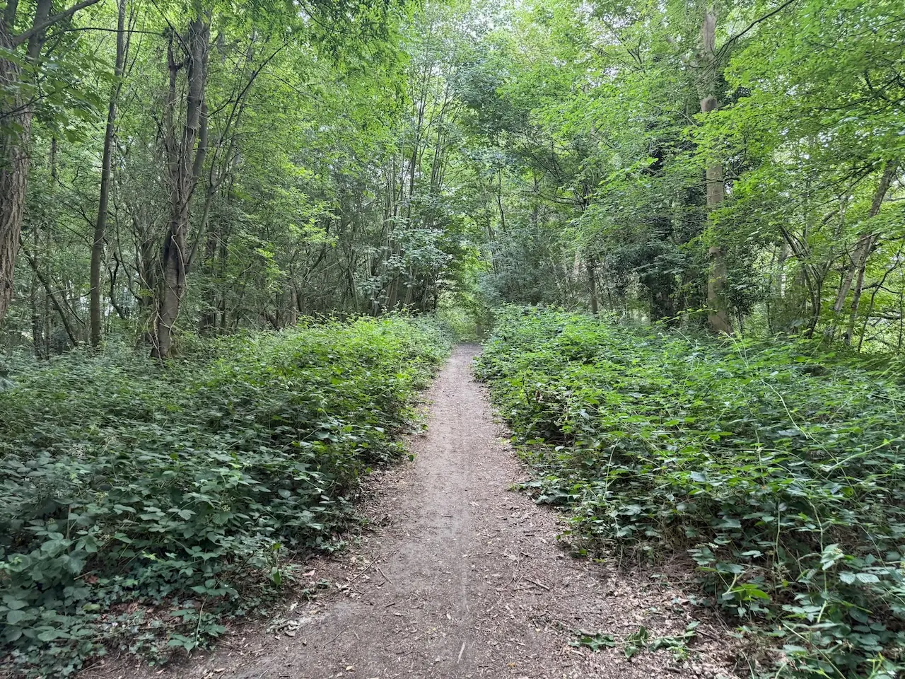 Deeper into the woodland