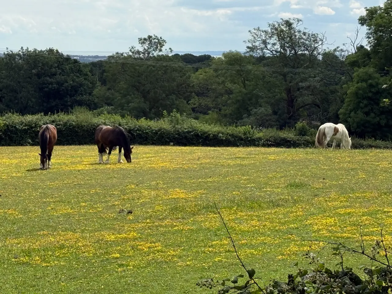 Horse grazing in the nearby field
