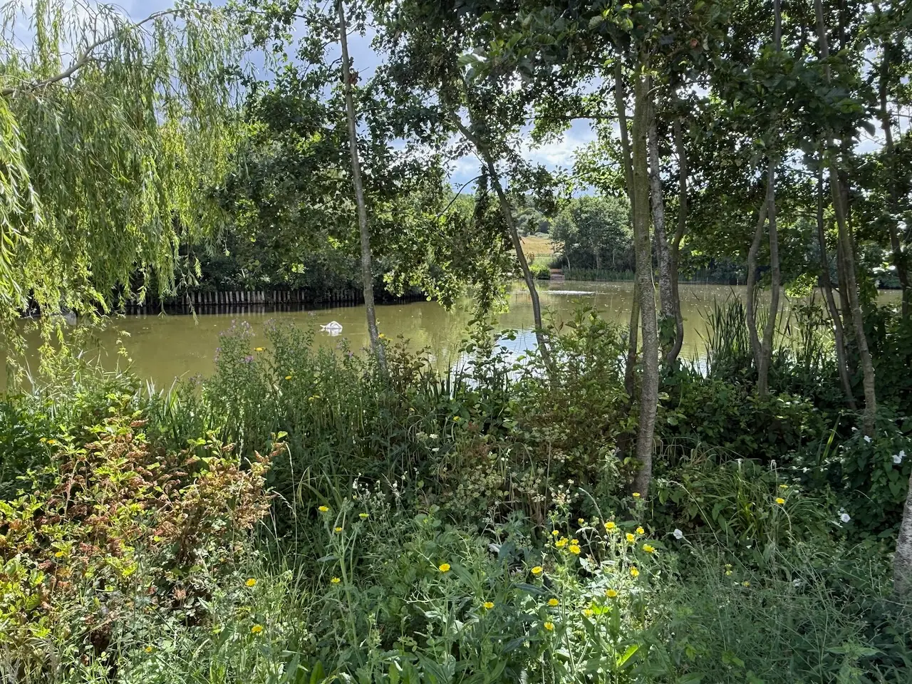 The lake framed by trees