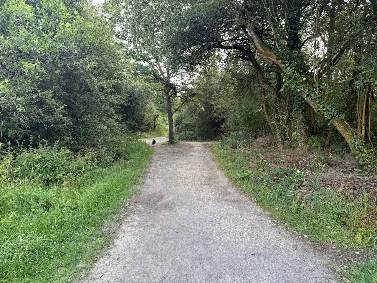 Woodland path