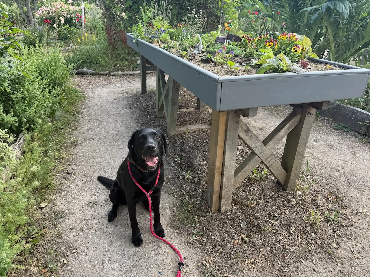 Poppy beside a rockery table