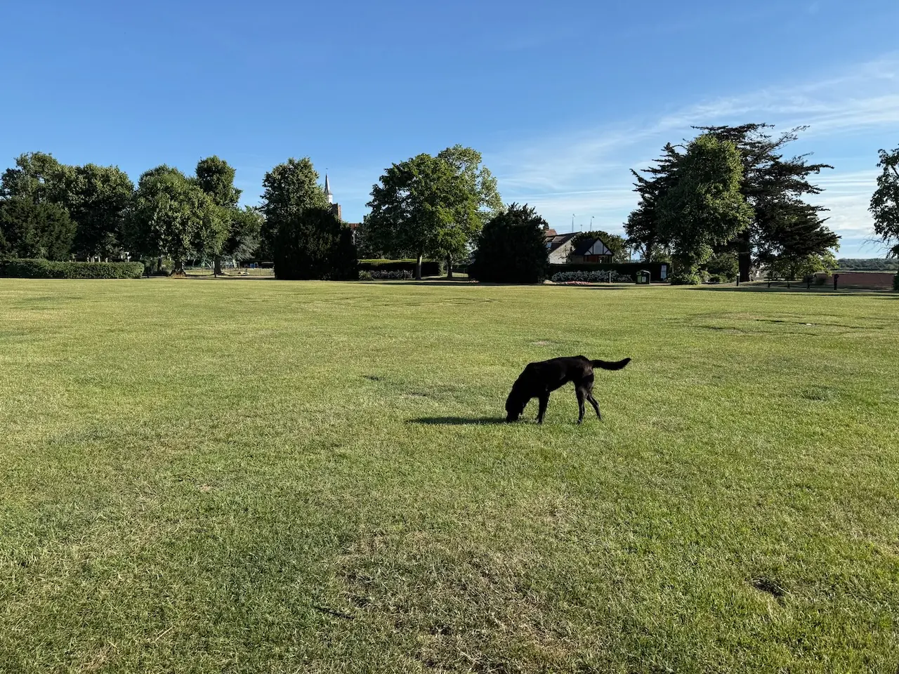 Poppy enjoying the large open green.
