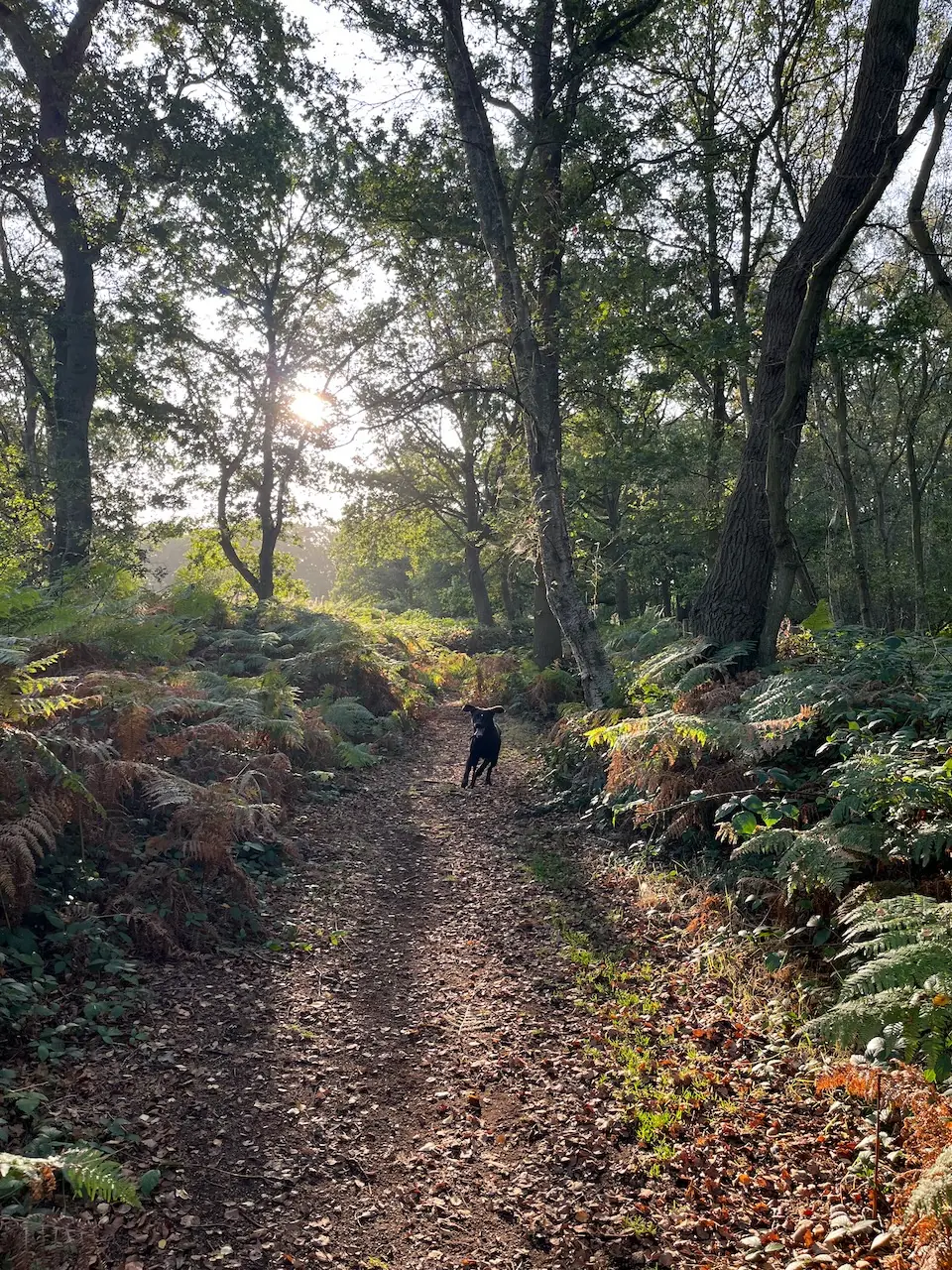 Tiptree Heath Nature Reserve