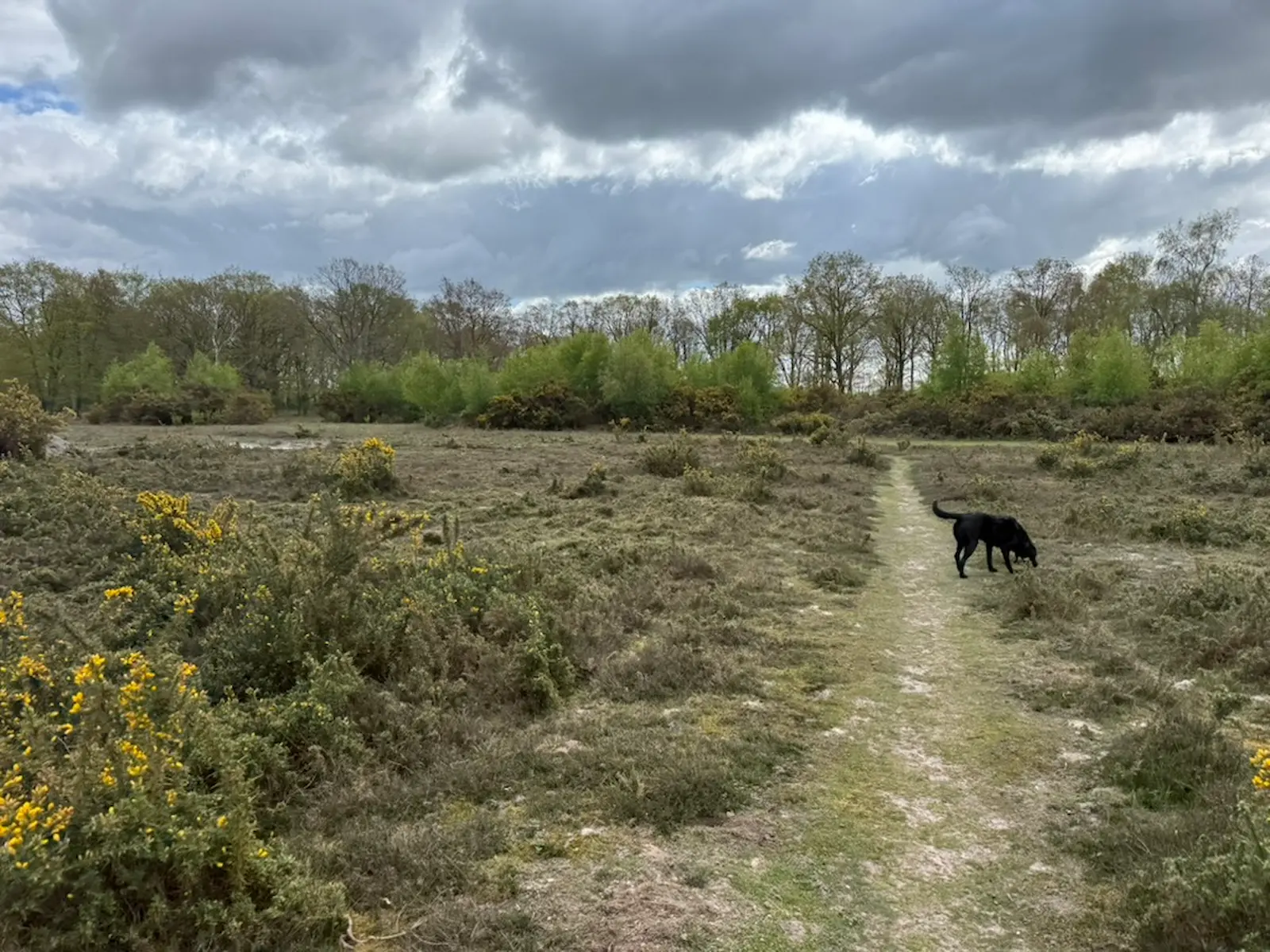 Open heathland