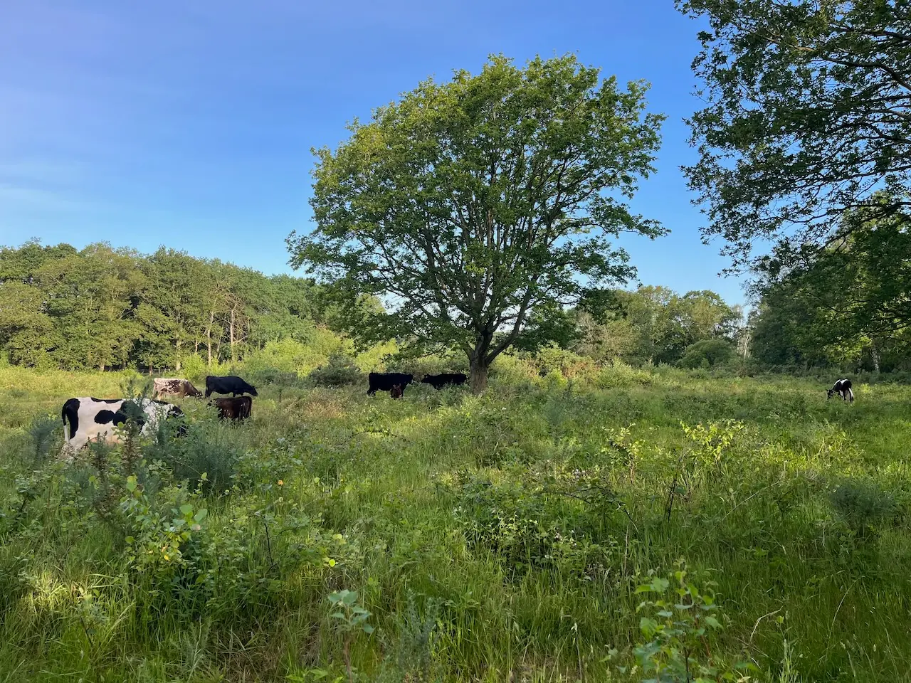 Cattle grazing on the heathland