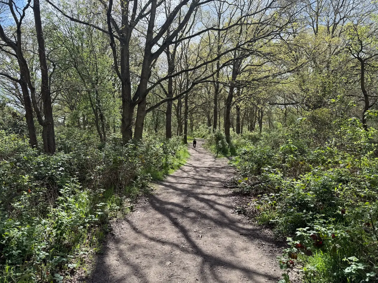 Woodland path