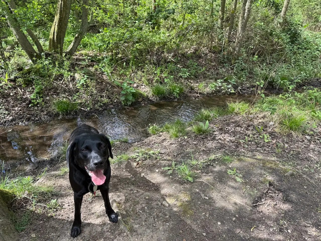 Small stream running through the reserve