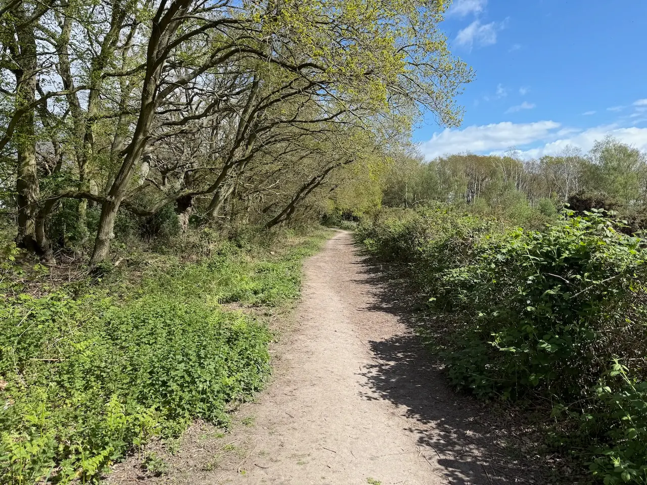 Path around the edge of the heath
