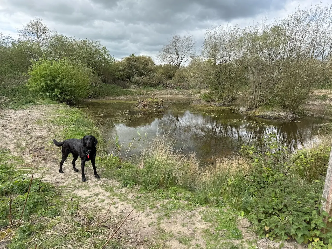 Pond near the entrance