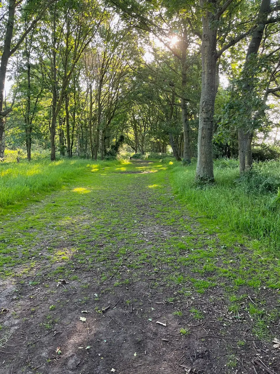 Sunlight through the woodland