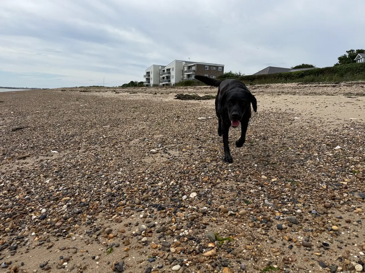 Poppy enjoying the stony beach