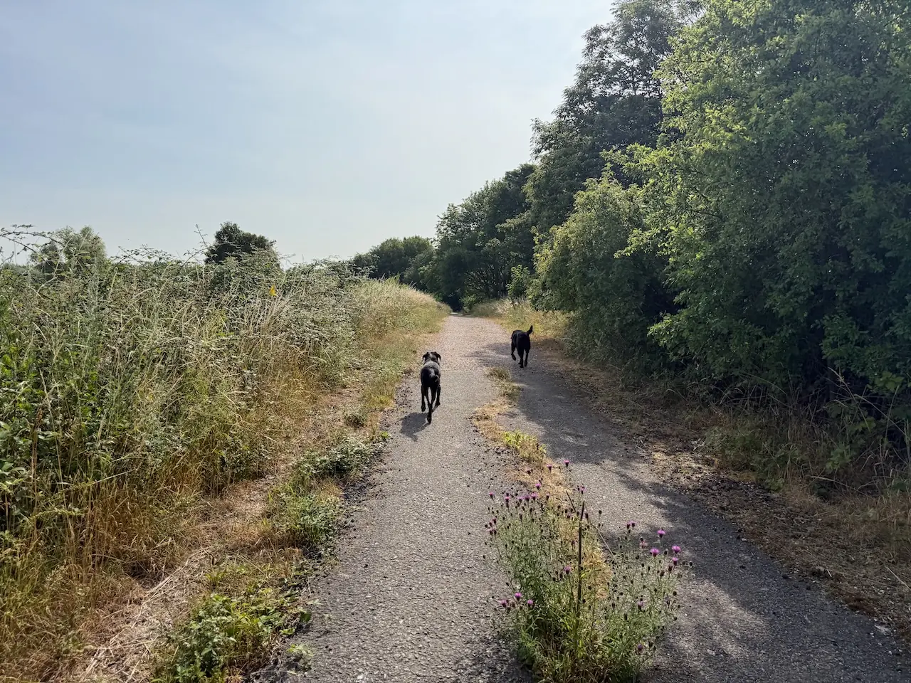 Dogs trotting ahead along the main gravel trail