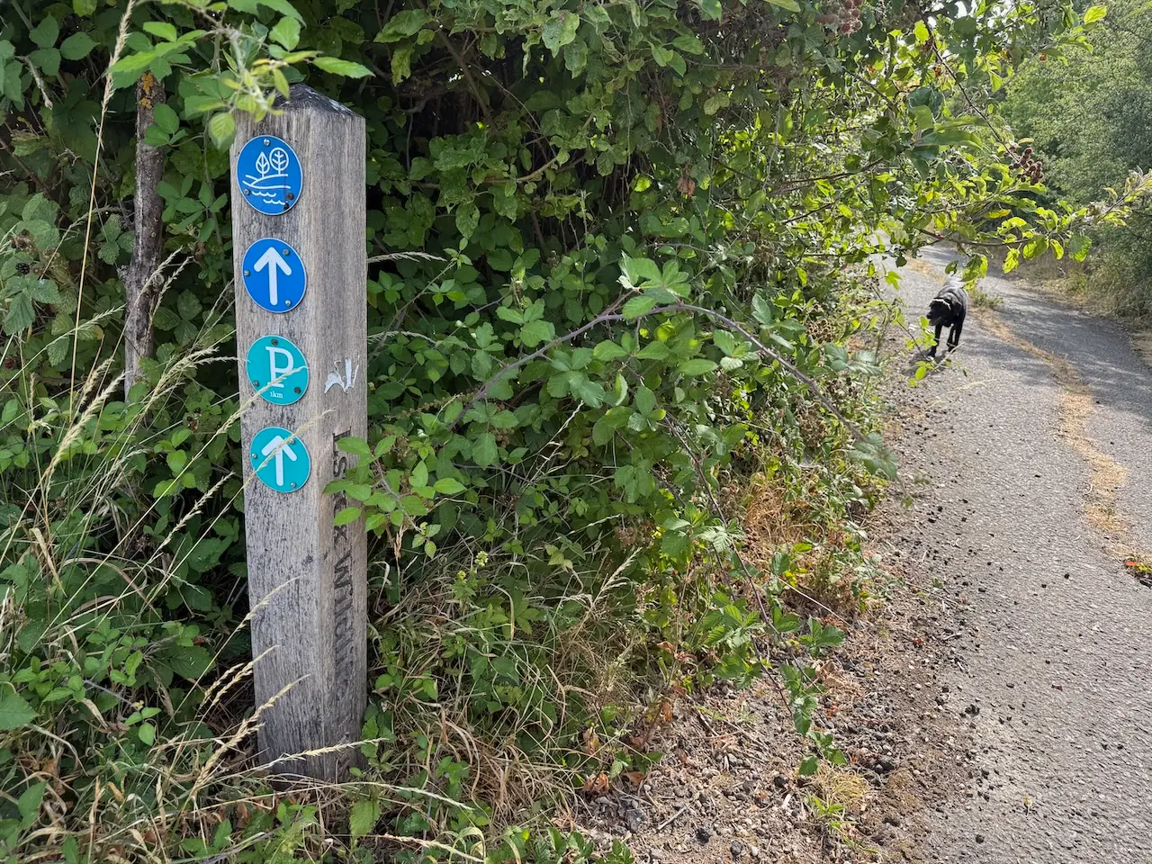 Blue waymarkers guiding the way along the Estuary View Trail