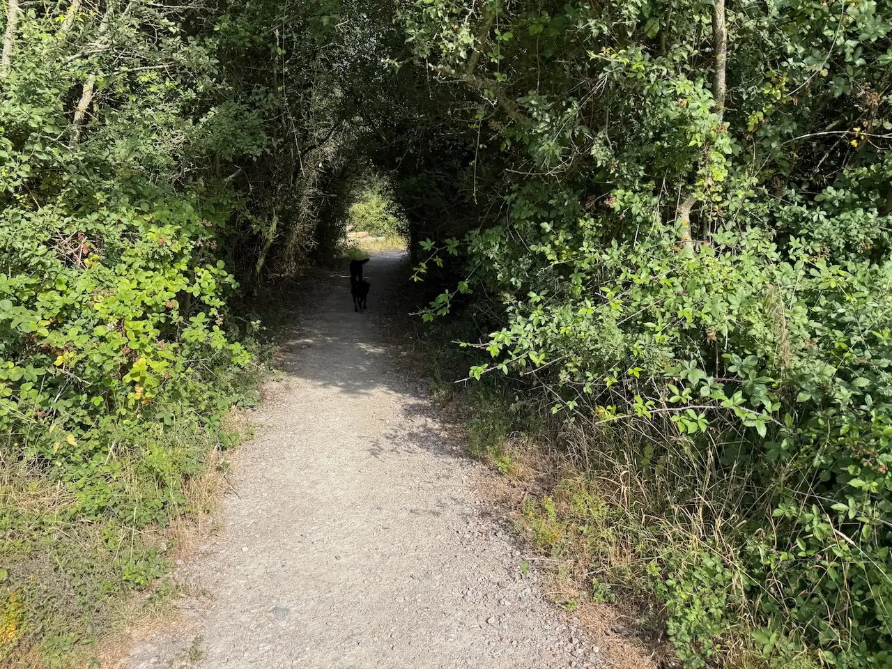 A rare shady stretch where the path tunnels through scrub