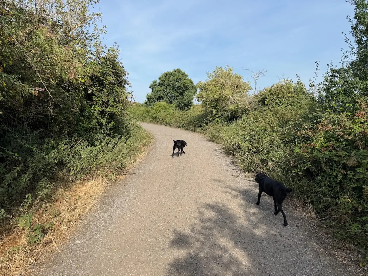 Off-lead exploring along the open gravel trail