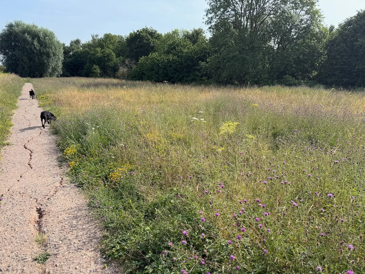 Summer wildflowers lining the meadow path